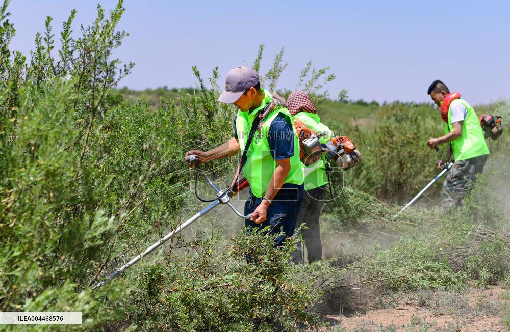 Caragana Ecological Economic Industrial Chain in Ordos
