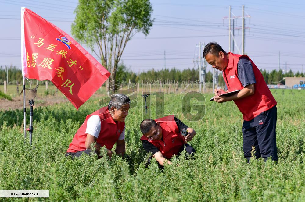 Caragana Ecological Economic Industrial Chain in Ordos