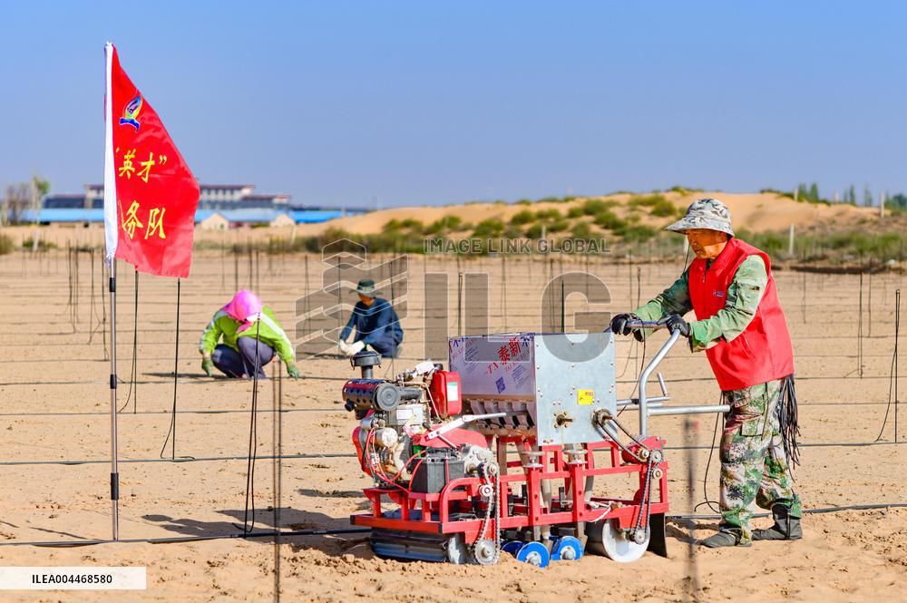 Caragana Ecological Economic Industrial Chain in Ordos