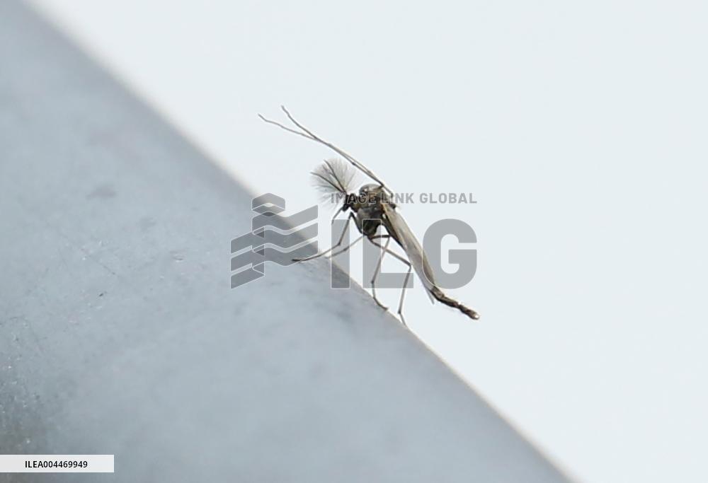 Massive outbreak of “chironomids” at Expo site