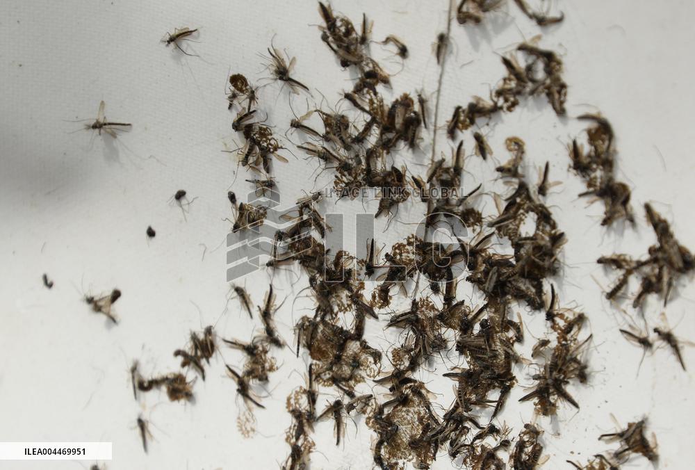 Massive outbreak of “chironomids” at Expo site