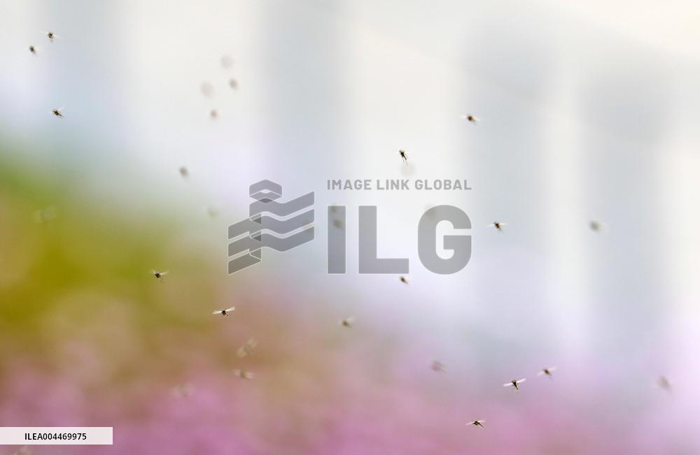 Massive outbreak of “chironomids” at Expo site