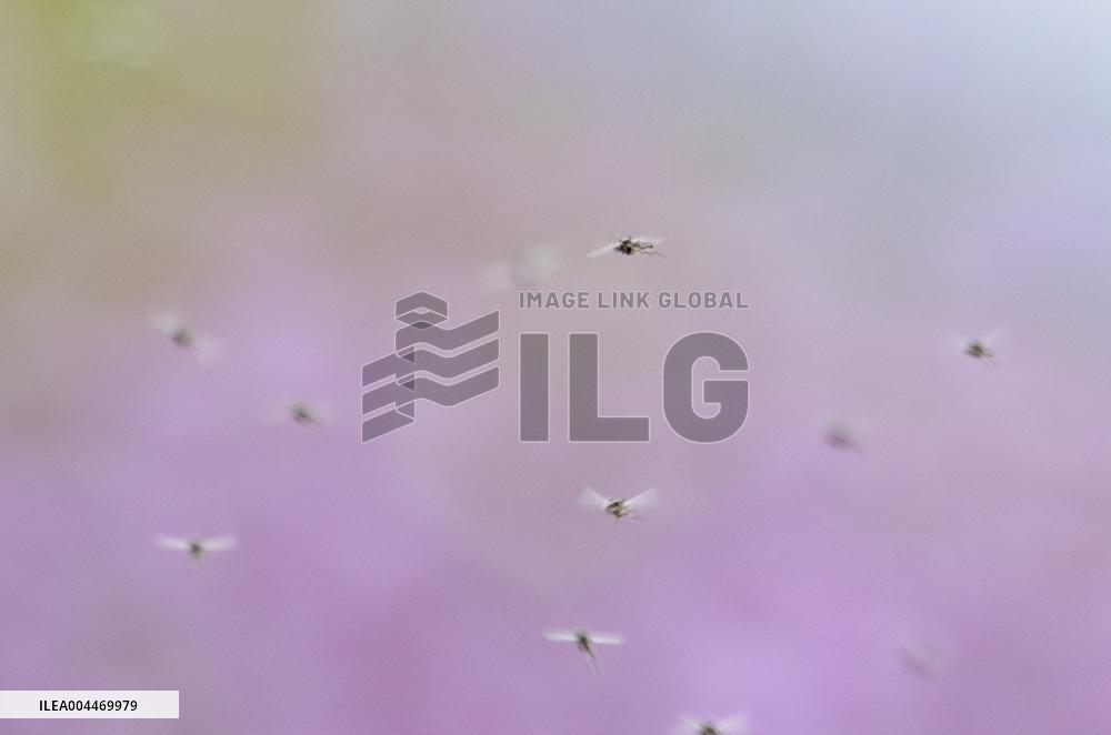 Massive outbreak of “chironomids” at Expo site