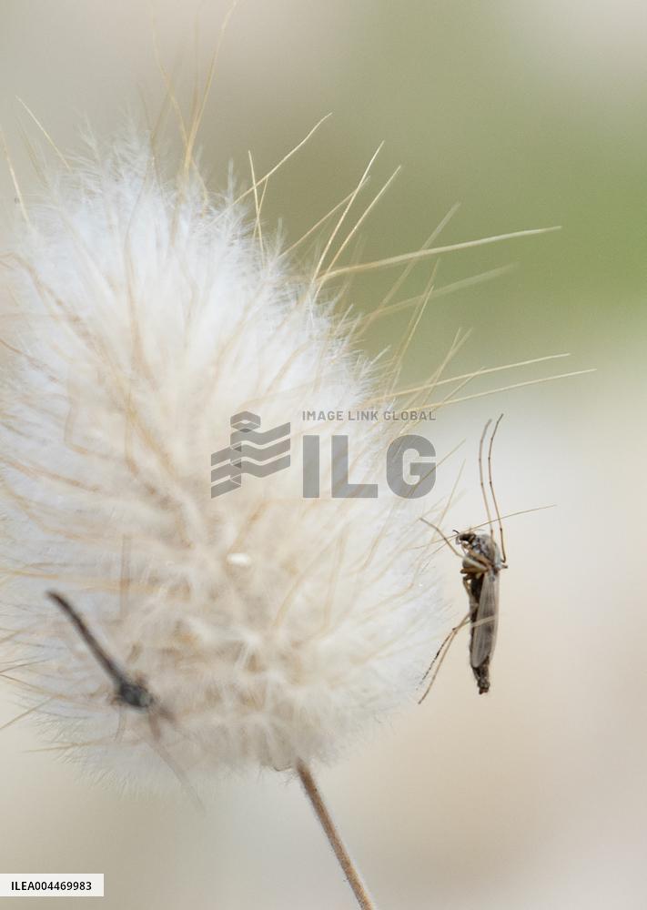 Massive outbreak of “chironomids” at Expo site