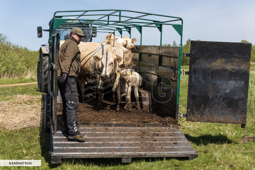 Seaside cattle grazing