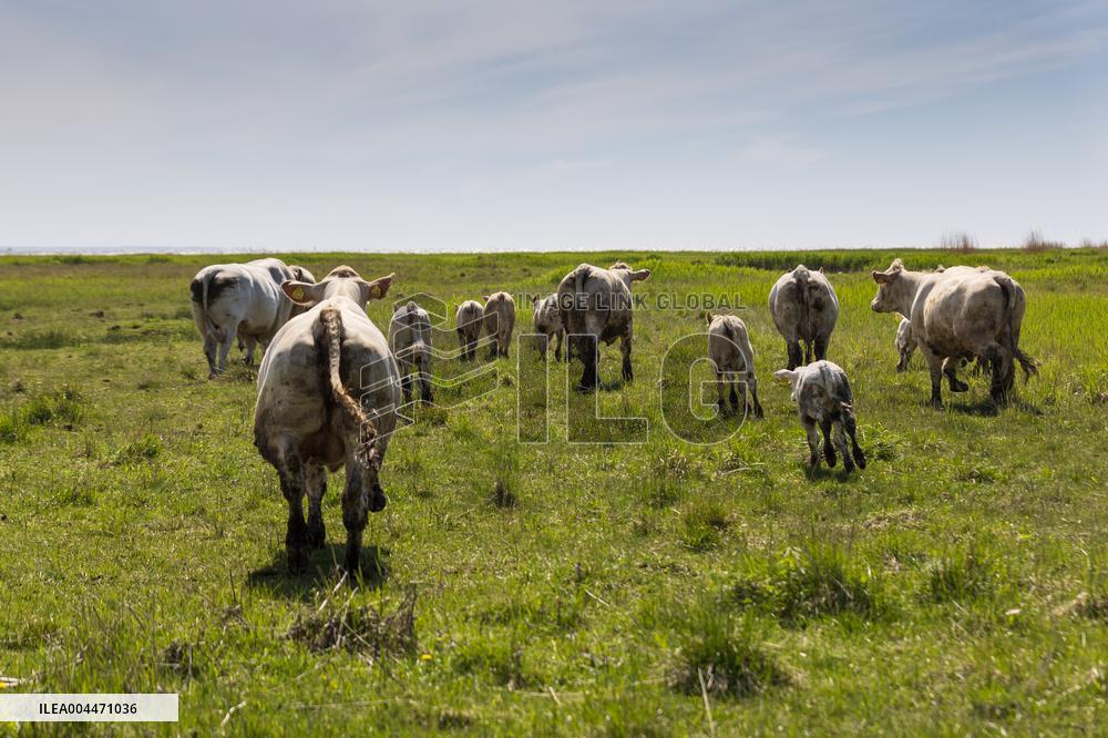 Seaside cattle grazing