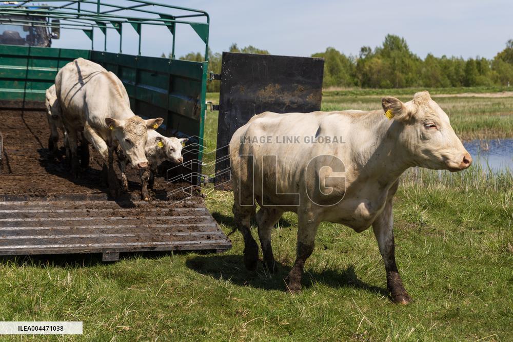 Seaside cattle grazing