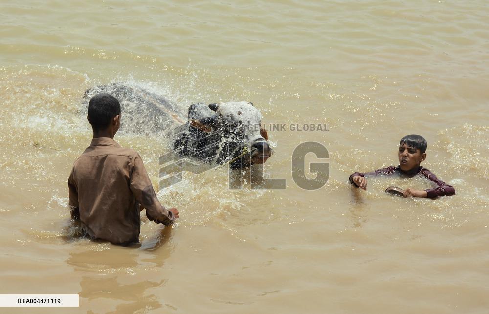 Preparing For Eid Al Adha - Pakistan