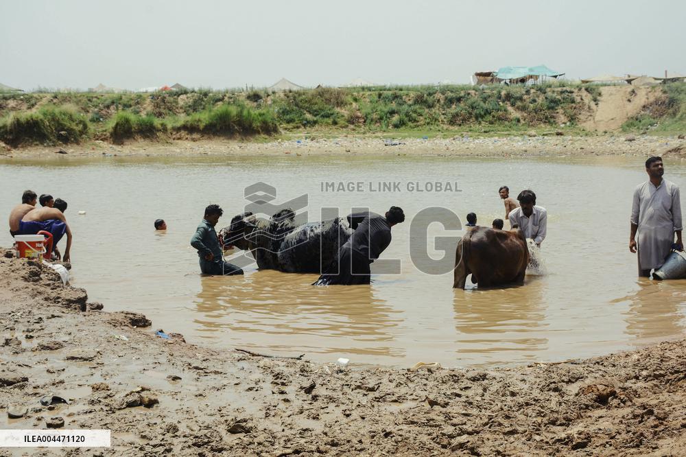 Preparing For Eid Al Adha - Pakistan