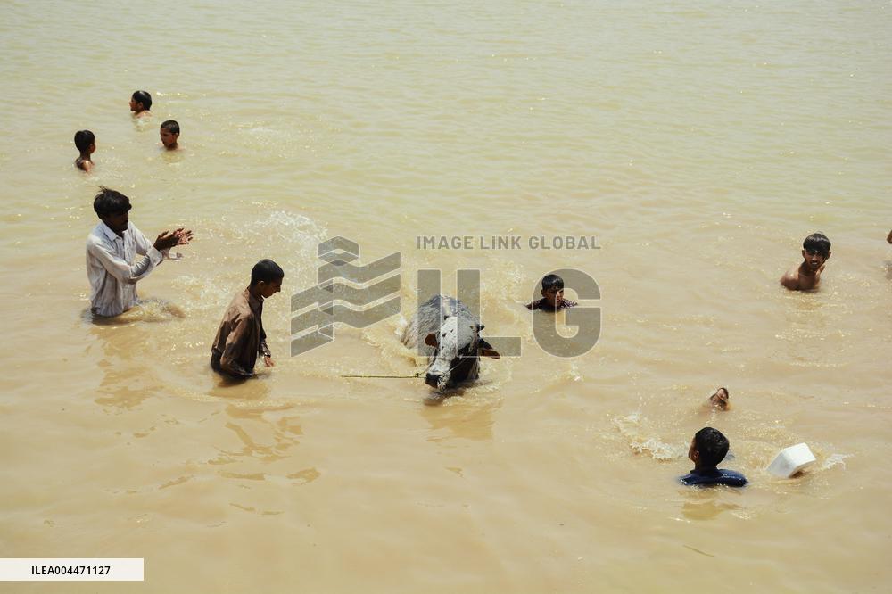 Preparing For Eid Al Adha - Pakistan