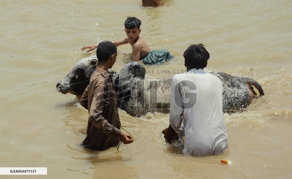 Preparing For Eid Al Adha - Pakistan