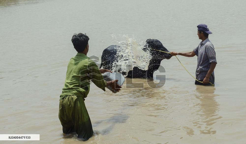 Preparing For Eid Al Adha - Pakistan
