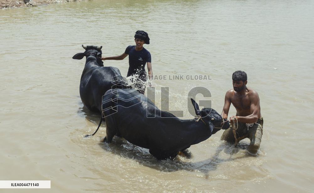 Preparing For Eid Al Adha - Pakistan