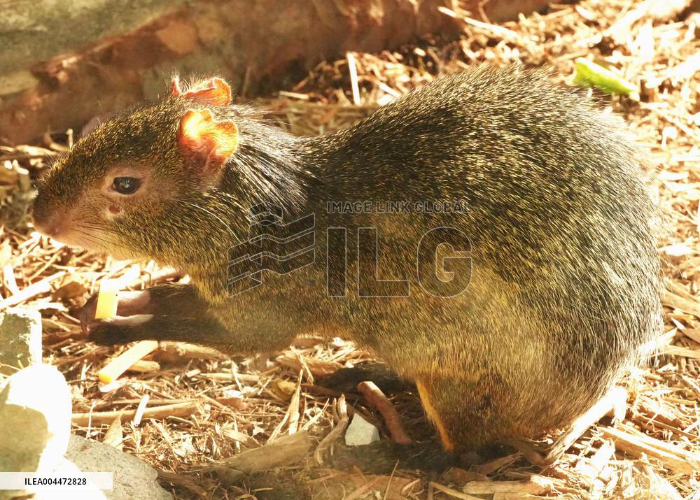 Azara's agouti at Kobe zoo