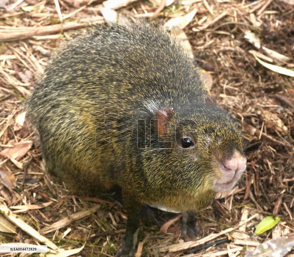 Azara's agouti at Kobe zoo