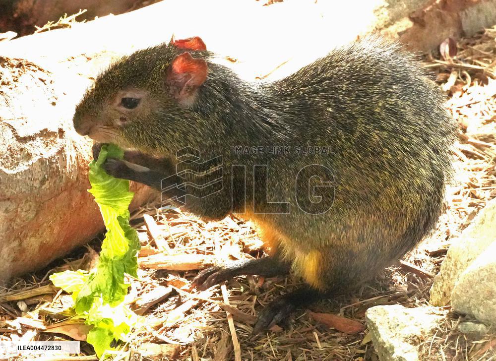 Azara's agouti at Kobe zoo