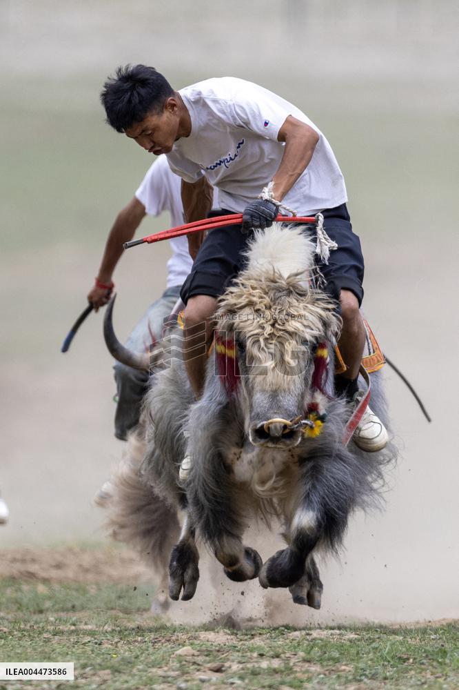 Lhasa Yak Racing - China
