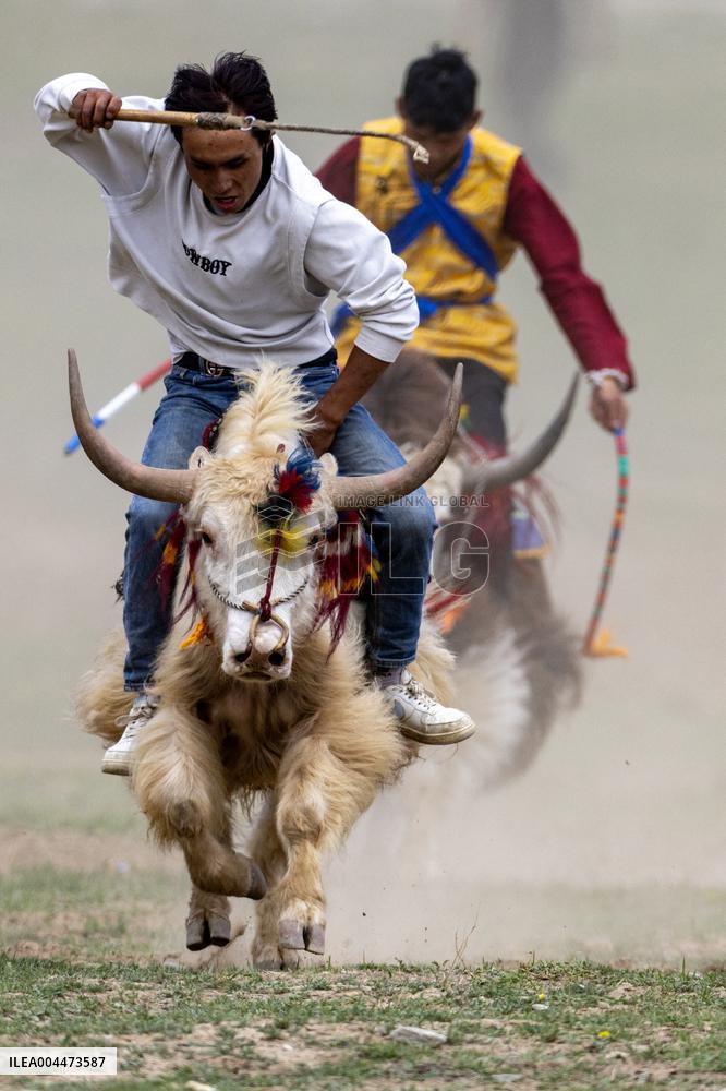 Lhasa Yak Racing - China