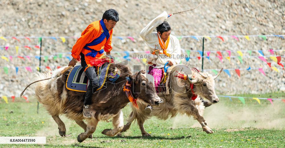 Lhasa Yak Racing - China