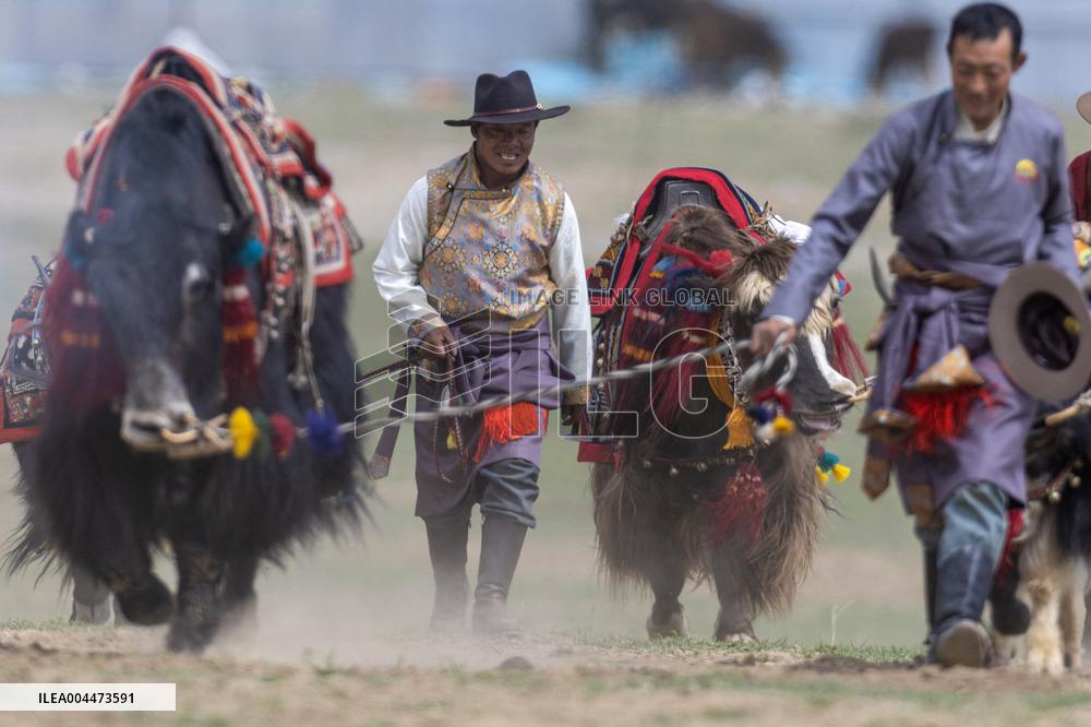 Lhasa Yak Racing - China