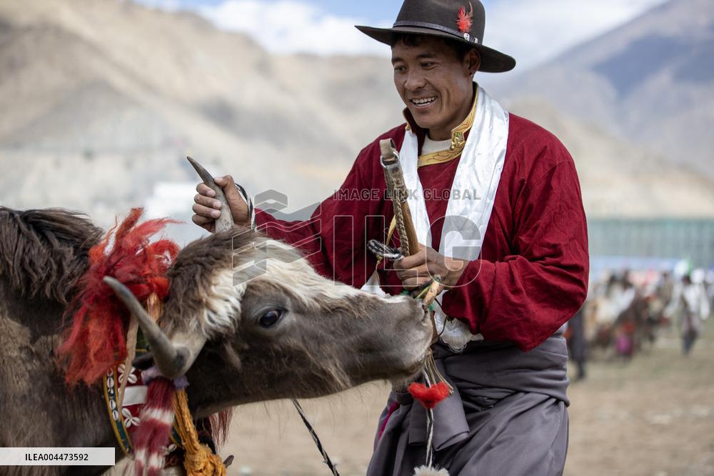 Lhasa Yak Racing - China