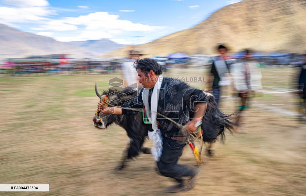 Lhasa Yak Racing - China