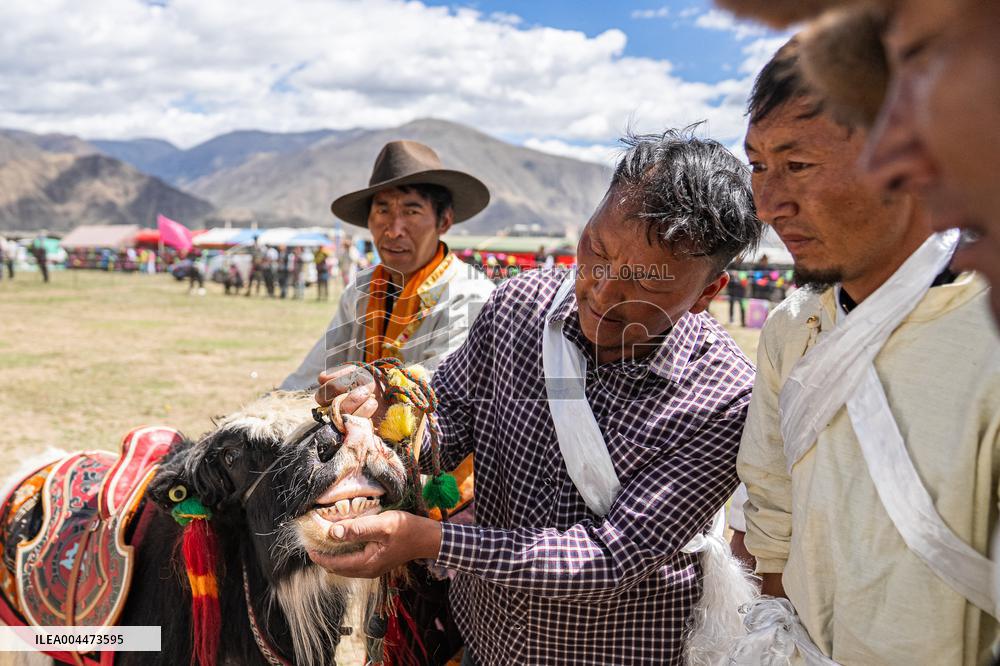 Lhasa Yak Racing - China