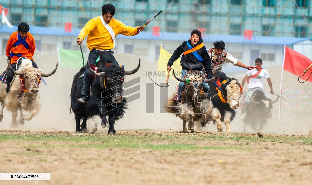 Lhasa Yak Racing - China