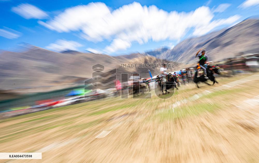 Lhasa Yak Racing - China