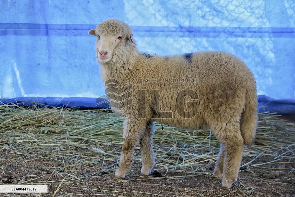 Scientists Develop Gene-Edited Sheep - India