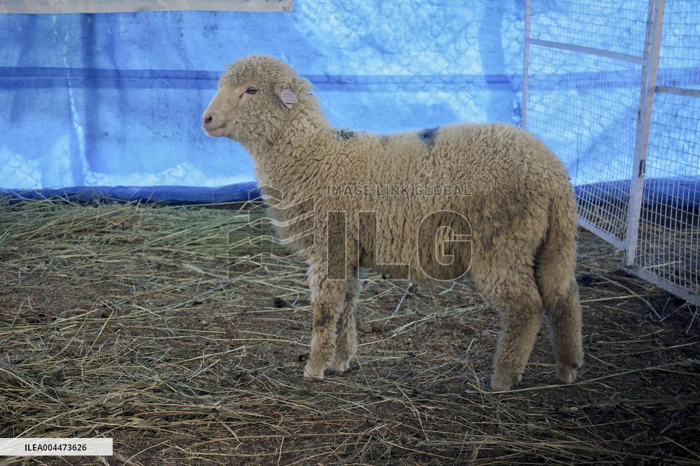 Scientists Develop Gene-Edited Sheep - India