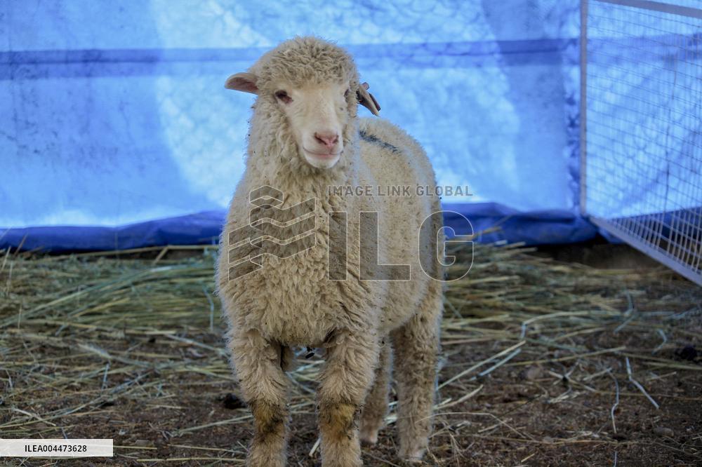 Scientists Develop Gene-Edited Sheep - India