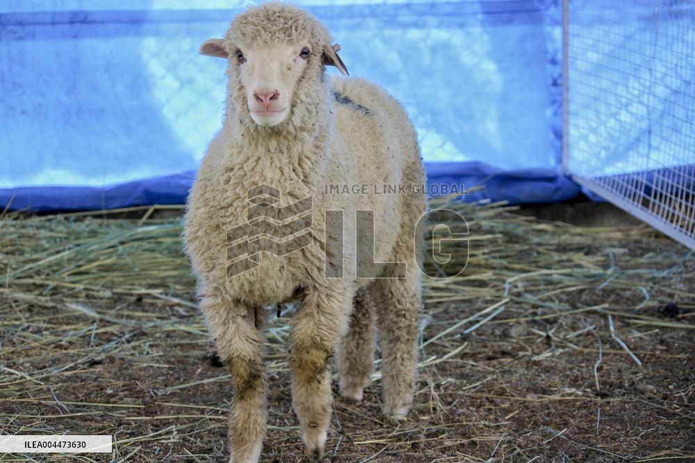 Scientists Develop Gene-Edited Sheep - India