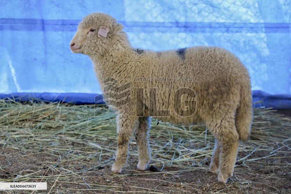 Scientists Develop Gene-Edited Sheep - India