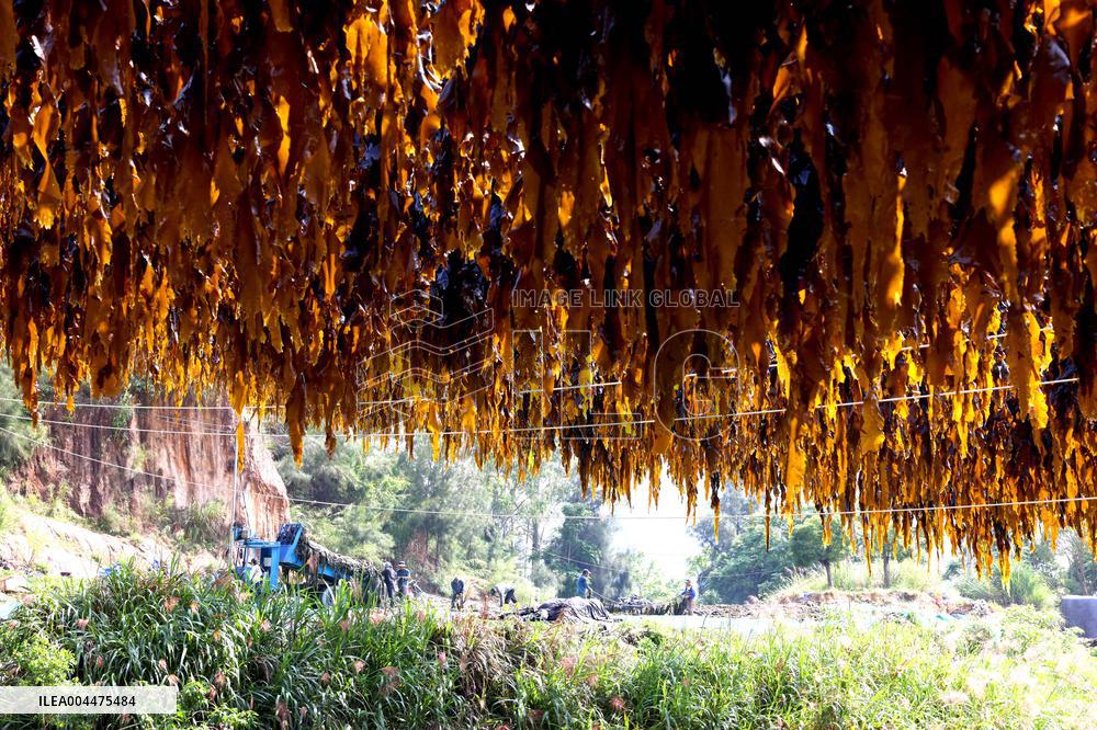 The hometown of Kelp in China