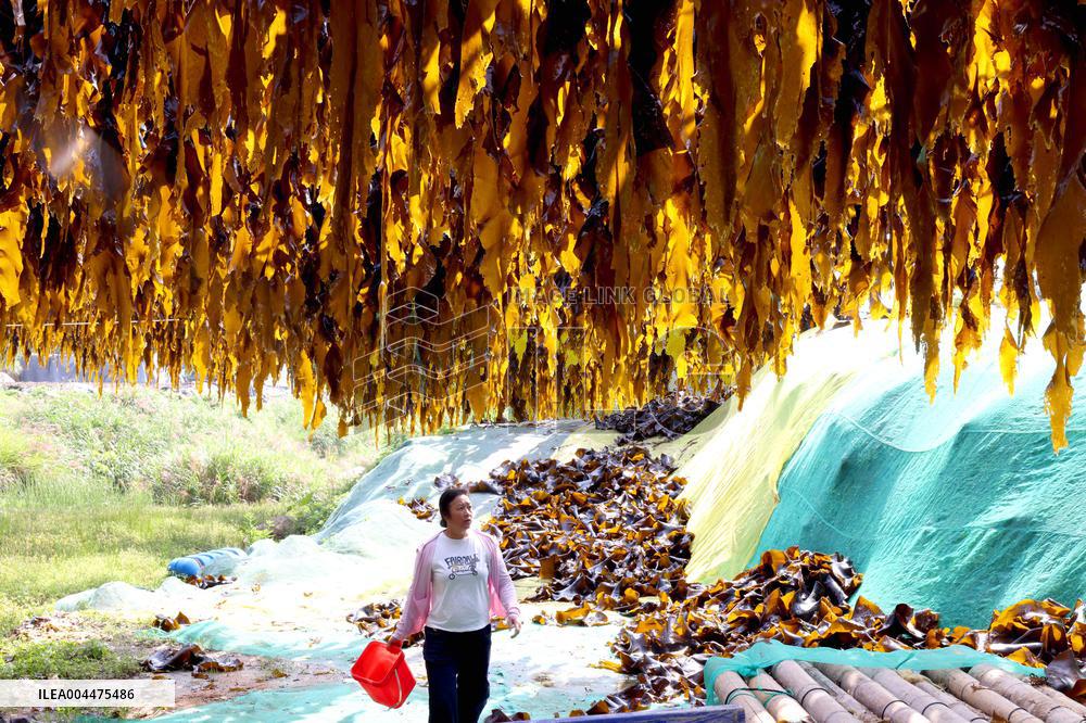 The hometown of Kelp in China
