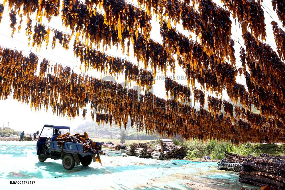 The hometown of Kelp in China