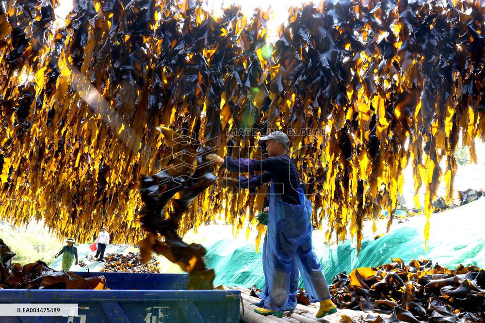 The hometown of Kelp in China
