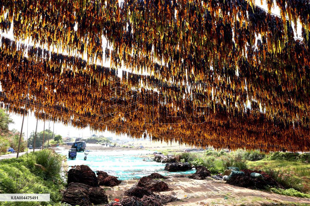 The hometown of Kelp in China