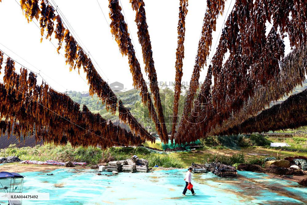 The hometown of Kelp in China