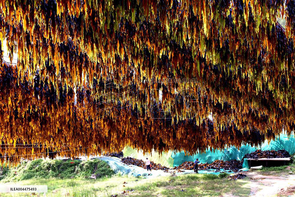 The hometown of Kelp in China
