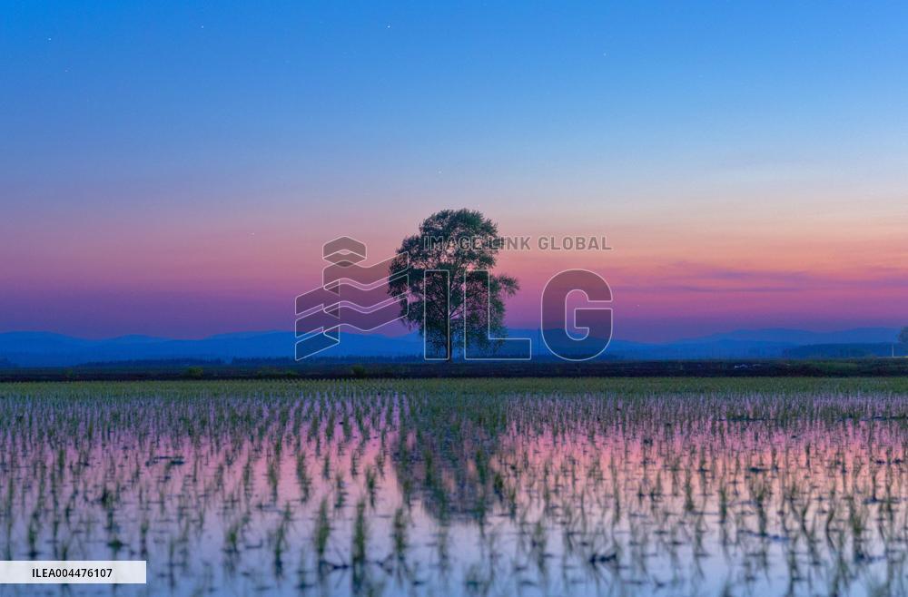 Starry Sky Over Rice Field - China