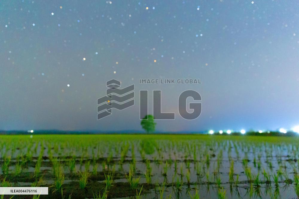 Starry Sky Over Rice Field - China