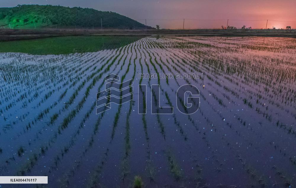 Starry Sky Over Rice Field - China
