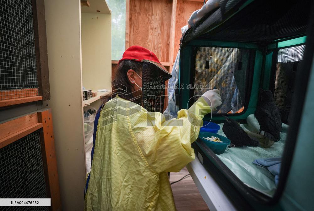 Wildlife Rescue Association Feeds Crows - Canada