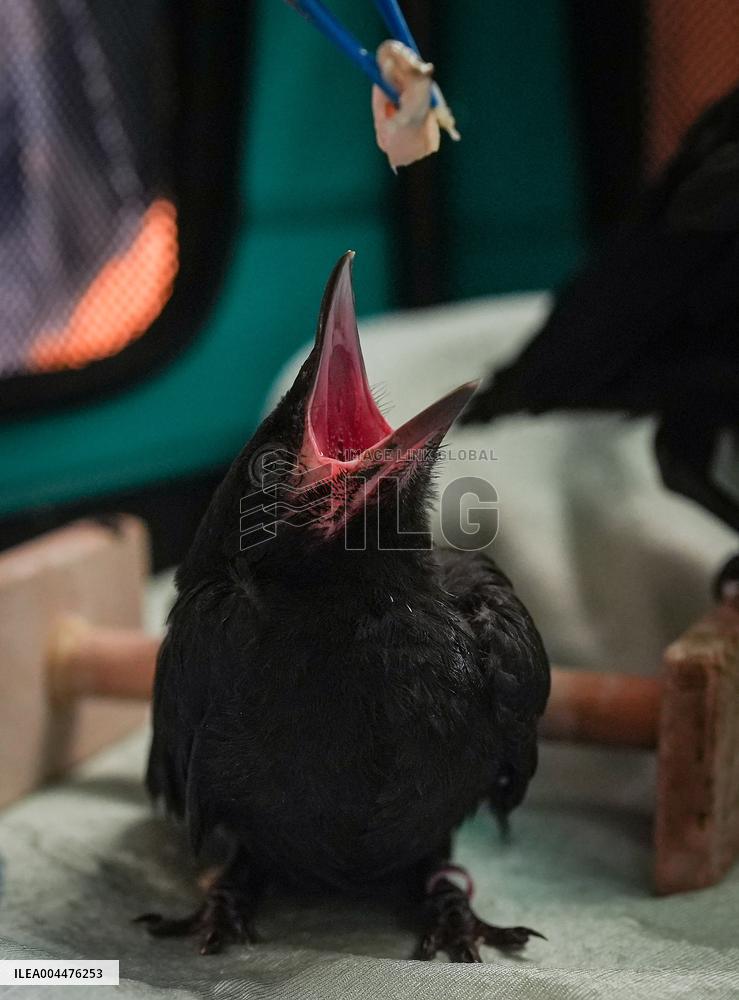 Wildlife Rescue Association Feeds Crows - Canada