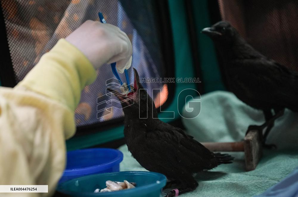 Wildlife Rescue Association Feeds Crows - Canada