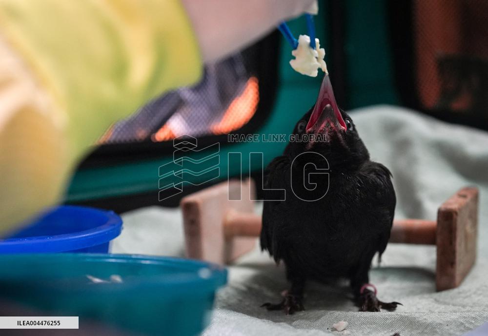 Wildlife Rescue Association Feeds Crows - Canada