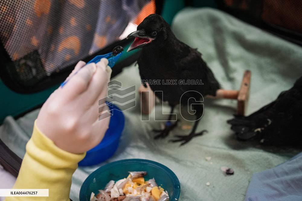 Wildlife Rescue Association Feeds Crows - Canada