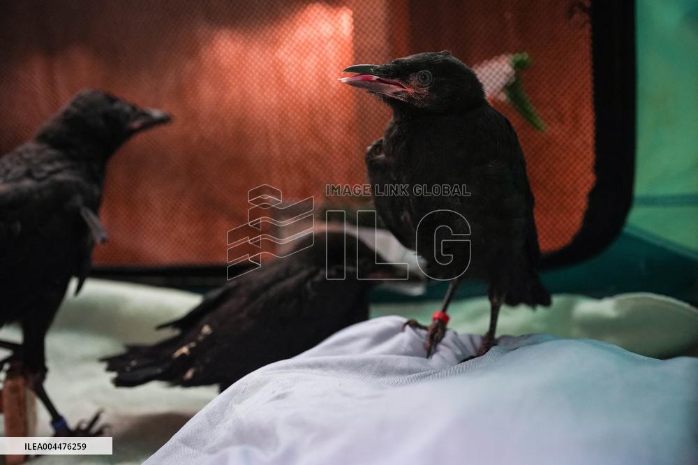 Wildlife Rescue Association Feeds Crows - Canada